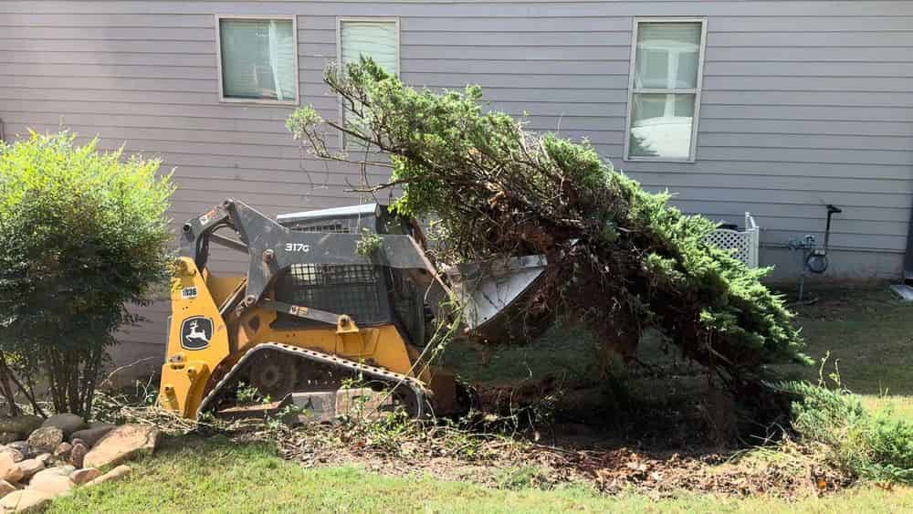 Tree and Shrub Services image