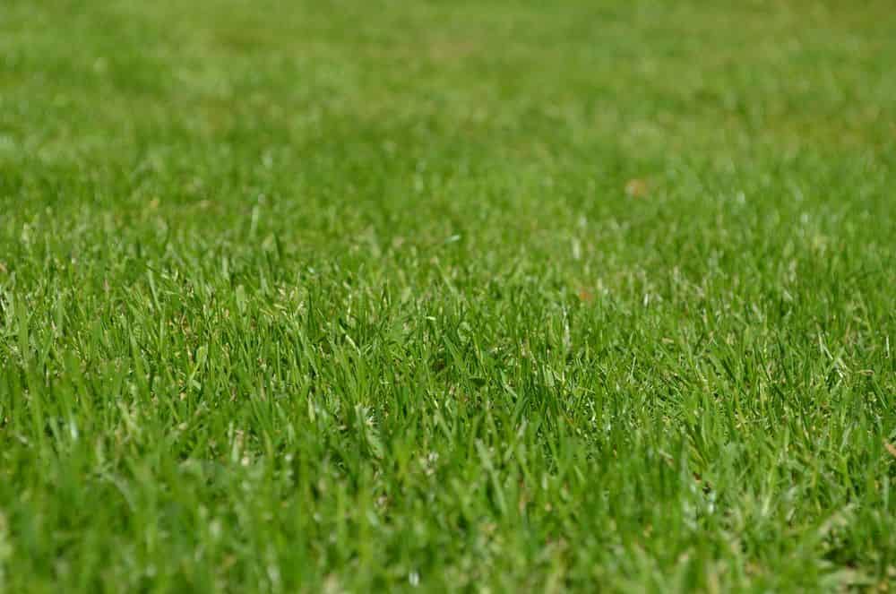 Sod Installation image